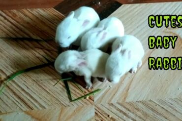 The Cutest Baby Bunny Rabbit / 15 days baby rabbits try to walk / play each other / Cutest ever