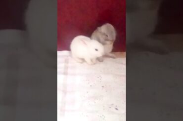 Cute baby bunnys love is in the air