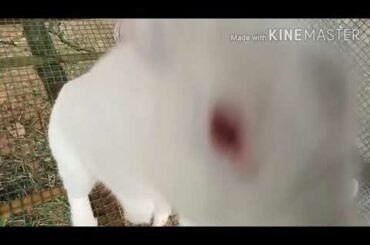 Cute white rabbits can't wait for their meal