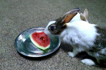 Rabbit Whity eating 🍉 water melon