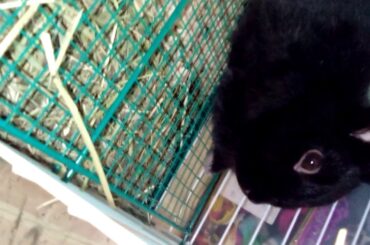 My cute bunny lol I love him to to to to to much