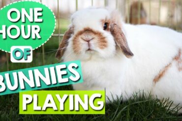 Bunnies Playing - 1 HOUR of Relaxing Bunny Cam Video!