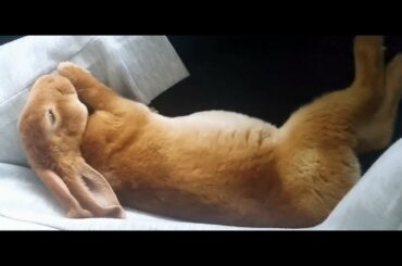 My Best Baby-Bunny Moments! - Cute Rabbit Videos