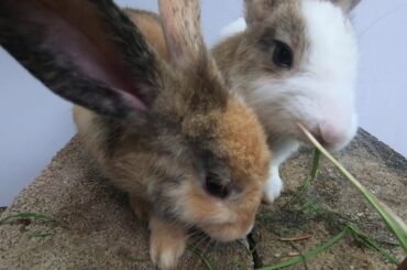 Rabbits cute eating asmr grass | bunny cute eating grass