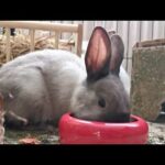 Funny Baby Bunny Rabbit Videos Compilation 2020,Cute bunny rabbit videos.