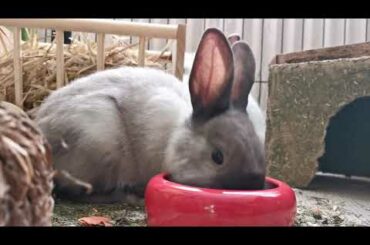 Funny Baby Bunny Rabbit Videos Compilation 2020,Cute bunny rabbit videos.