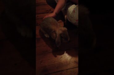 Cute Rabbit... Bugs.!