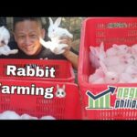 RABBIT FARMING (QUARANTINE VLOG) Weaning Baby Rabbits/Kits | Negosyo Philippines
