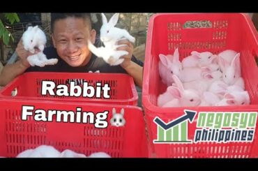 RABBIT FARMING (QUARANTINE VLOG) Weaning Baby Rabbits/Kits | Negosyo Philippines
