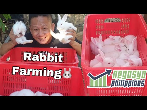 RABBIT FARMING (QUARANTINE VLOG) Weaning Baby Rabbits/Kits | Negosyo Philippines