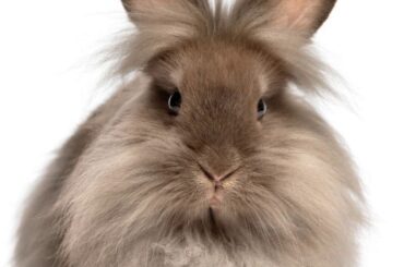 CUTE EASTER BUNNY JOKE TO SHARE WITH KIDS!