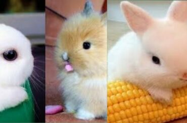 Bunny Neytiri Arrived On The Planet Of Coco's Kitten || Teddy Kittens || Rabbit Baby Bunny