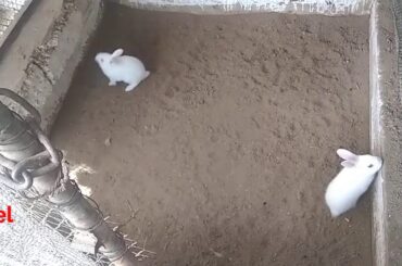 rabbit||  bunny in big cage|| cute bunny