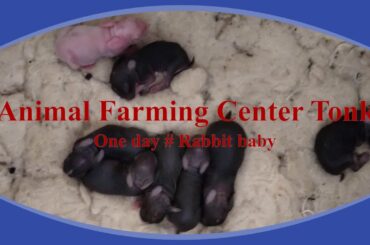 One day 🐰🐰 # Rabbit (Kharagosh) baby