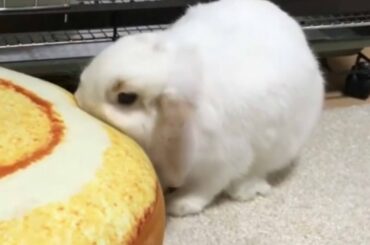 funny rabbits new video about animals bunny BUBBLE PILLOW I will eat it