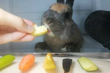 Rabbit Eating Fruit & Vegetable ASMR Bunny / my Pets ASMR