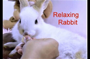Relaxing before sleep my Bunny,Rabbit