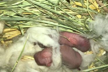 Day 1: 2 newborn Baby Bunnies in Nest