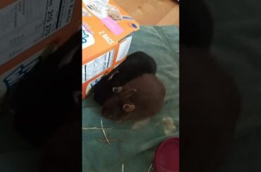 1 and a half minutes of baby bunnies being adorable