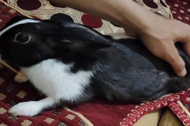 KALU Watching RAMAYANA I My cute bunny KALU