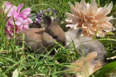 More Adorable Baby Bunnies