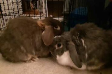 Happy Easter from my daughter's bunnies.