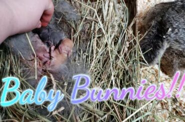 Rabbit Update: New Baby Bunnies!