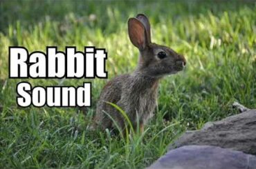 10 Minutes - Rabbit Sound Effect  - different Rabbit sounds * HIGH QUALITY *