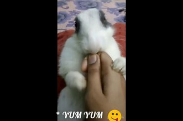 Baby Bunny Oreo " NOM NOM"   {Easter Special}