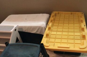 Mommy Bunny gives birth to second litter 36 hard after first