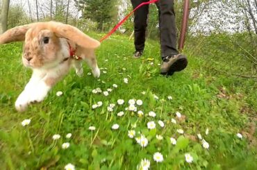 Mitsie Run - one happy bunny running with a leash (slow motion)