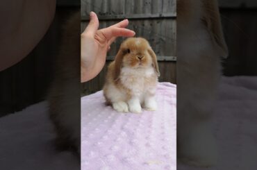 Just a cute baby rabbit