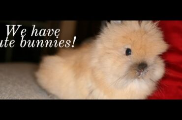 Cute bunny rabbits video compilation daily life for cute rabbit