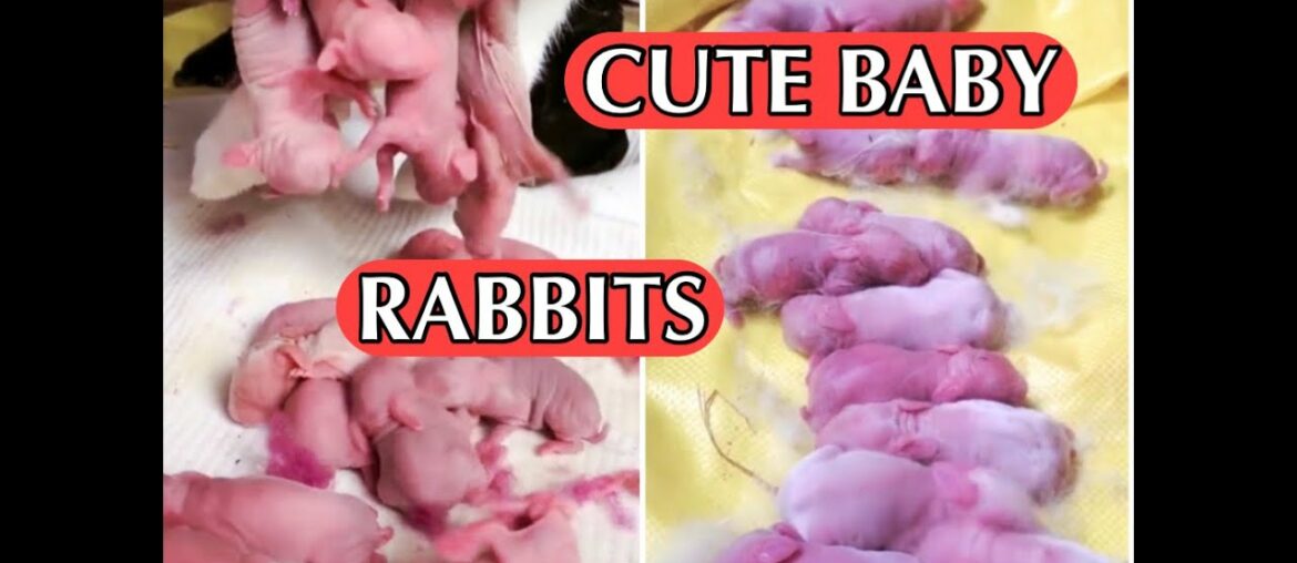 Cutest Baby Rabbits and Bunny Newborn