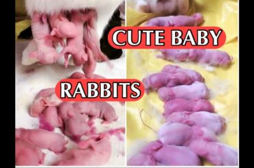 Cutest Baby Rabbits and Bunny Newborn