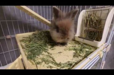 かわいいうさぎ,可愛的兔子,Cute Cute Rabbit