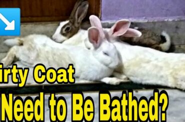 Do Rabbits Need to be Bathed? Rabbit Bathing is Right or Wrong? || All About Pets