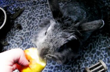 Funny Baby Bunny| Bunny Rabbit First Attempt to Eat Apple Successful| Cute Rabbits| Funny Rabbit