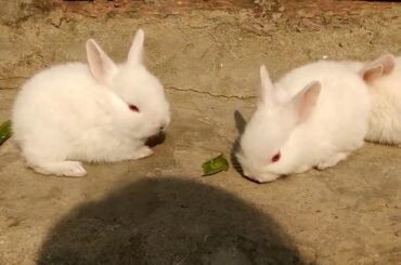 cute-cute bunny in the house | प्यारे प्यारे rabbit