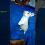 Cute bunny playing. Rabbit playing. ख़रगोश खेलते समय. ससा खेलताना. Easter Bunny video. Happy bunny