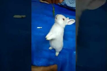 Cute bunny playing. Rabbit playing. ख़रगोश खेलते समय. ससा खेलताना. Easter Bunny video. Happy bunny