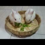 Cute bunny. Twin Rabbit. Easter Special video. Easter Bunny. ससा. ख़रगोश. Cute Pet.
