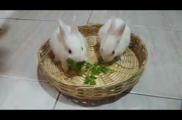 Cute bunny. Twin Rabbit. Easter Special video. Easter Bunny. ससा. ख़रगोश. Cute Pet.