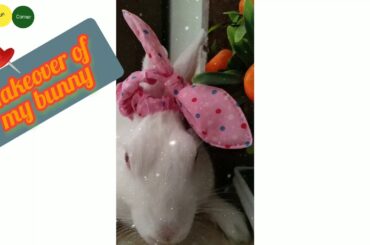Bunny Makeover #bunnymakeover #cutebunny #bunnyvideo