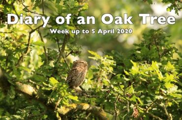 Diary of an Oak Tree 5 April 2020 - Watch badger cub venture out for the first time plus cute baby..