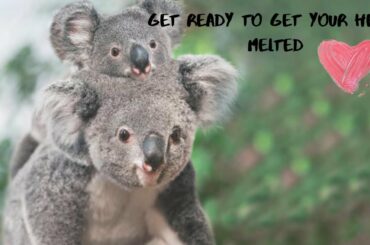 Cute animals to melt your heart -15 cute animal facts that will make your heart melt