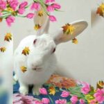 Bunny Cuteness overloaded 🐰❤️ #bunnycuteness #bunnycutenessoverloaded #cutebunny #bunnyvideo