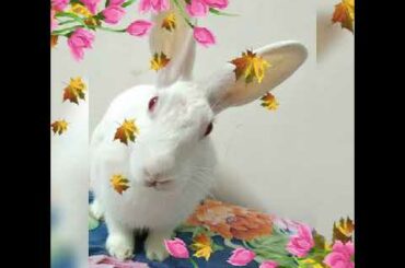 Bunny Cuteness overloaded 🐰❤️ #bunnycuteness #bunnycutenessoverloaded #cutebunny #bunnyvideo