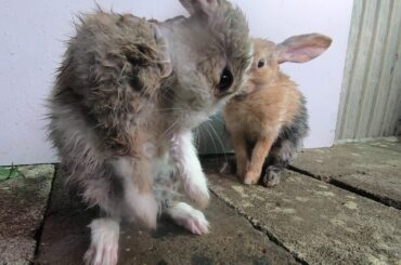 Rabbits cute clean body | Bunny cute Shower