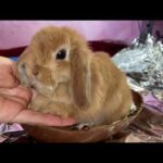 Surprise Easter Egg | Rabbit inside chocolate Easter Egg | Cute Easter Bunny 🐰💕